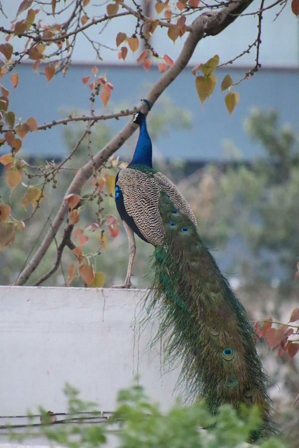 Shahar Palace Bed & Breakfast Jaipur Exterior photo